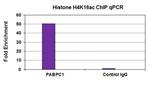 Histone H4K16ac Antibody in ChIP Assay (ChIP)