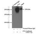 Fibronectin Antibody in Immunoprecipitation (IP)