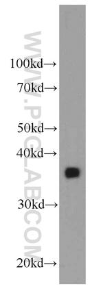 Clusterin Antibody in Western Blot (WB)