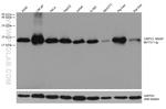 CNPY2/MSAP Antibody in Western Blot (WB)