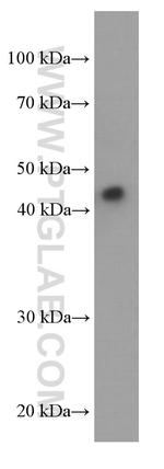 ORM2 Antibody in Western Blot (WB)