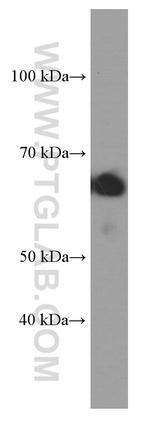 STXBP2 Antibody in Western Blot (WB)