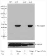 PD-L1/CD274 Antibody in Western Blot (WB)