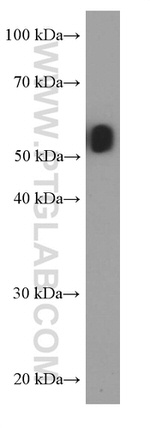 HEXIM1 Antibody in Western Blot (WB)