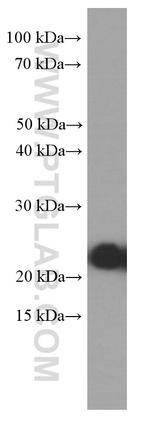 RAB5A Antibody in Western Blot (WB)