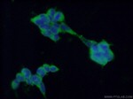 PDIA3 Antibody in Immunocytochemistry (ICC/IF)