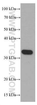 Syntaxin 1A / Syntaxin 1B Antibody in Western Blot (WB)
