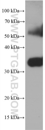 Syntaxin 1A / Syntaxin 1B Antibody in Western Blot (WB)