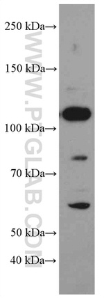 MYPT1 Antibody in Western Blot (WB)