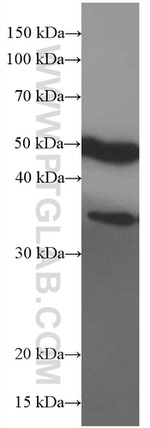 EGLN1 Antibody in Western Blot (WB)