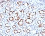 SOX9/SRY-box 9 Antibody in Immunohistochemistry (Paraffin) (IHC (P))