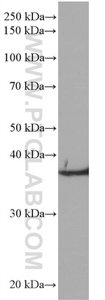 TMEM173/STING Antibody in Western Blot (WB)