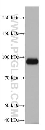 DLG3 Antibody in Western Blot (WB)