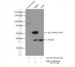 DMC1 Antibody in Immunoprecipitation (IP)