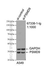 PSMD9 Antibody in Western Blot (WB)