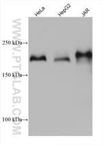 LAMC1 Antibody in Western Blot (WB)