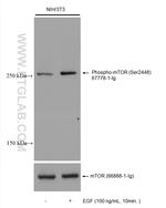 Phospho-mTOR (Ser2448) Antibody in Western Blot (WB)