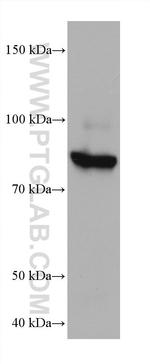 MAN1B1 Antibody in Western Blot (WB)