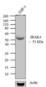 IRAK4 Antibody in Western Blot (WB)