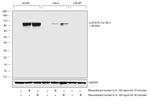 Phospho-STAT6 (Tyr641) Antibody in Western Blot (WB)