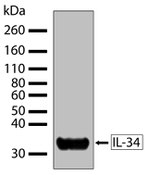 IL-34 Antibody in Western Blot (WB)