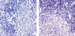 CXCL9 Antibody in Immunohistochemistry (Paraffin) (IHC (P))
