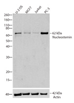 Nucleostemin Antibody in Western Blot (WB)