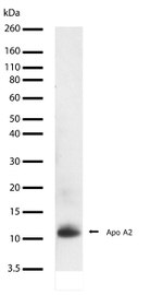 ApoA2 Antibody in Western Blot (WB)