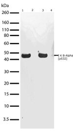 Phospho-IkB alpha (Ser32) Antibody in Western Blot (WB)