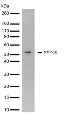 MMP10 Antibody in Western Blot (WB)