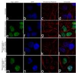 Phospho-TRIM28 (Ser824) Antibody in Immunocytochemistry (ICC/IF)