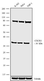 CXCR3 Antibody in Western Blot (WB)