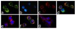 Phospho-Syk (Tyr323, Tyr317) Antibody in Immunocytochemistry (ICC/IF)