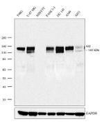 Axl Antibody in Western Blot (WB)