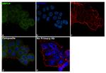 USP14 Antibody in Immunocytochemistry (ICC/IF)