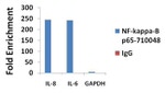 NFkB p65 Antibody