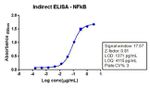 NFkB p65 Antibody in ELISA (ELISA)