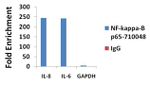 NFkB p65 Antibody in ChIP Assay (ChIP)