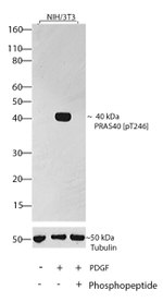 Phospho-PRAS40 (Thr246) Antibody