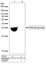 Phospho-PRAS40 (Thr246) Antibody in Western Blot (WB)