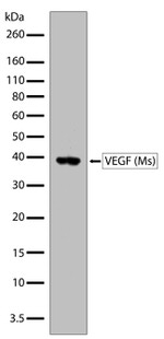 VEGF Recombinant Superclonal™ Antibody (1HCLC)