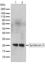 Syndecan 2 Antibody in Western Blot (WB)