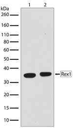 Rex1 Antibody in Western Blot (WB)
