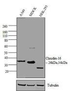 Claudin 16 Antibody in Western Blot (WB)