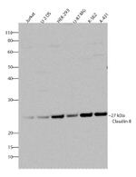 Claudin 8 Antibody in Western Blot (WB)