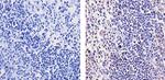 BAFF Antibody in Immunohistochemistry (Paraffin) (IHC (P))