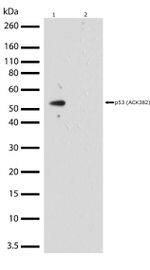 Acetyl-p53 (Lys382) Antibody in Western Blot (WB)