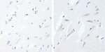 Phospho-Tau (Ser396) Antibody in Immunohistochemistry (Paraffin) (IHC (P))