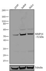 MMP16 Antibody in Western Blot (WB)