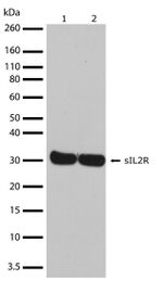 CD25 Antibody in Western Blot (WB)